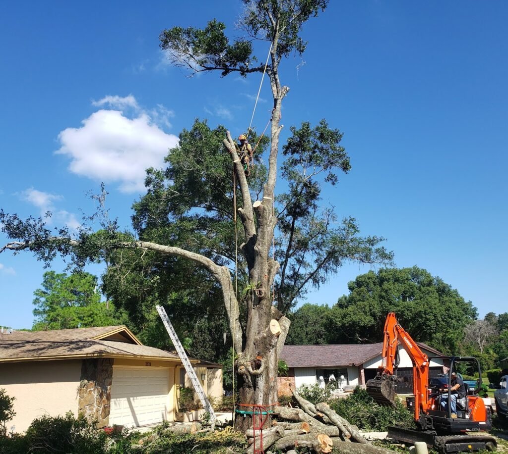 Laurel Oak Removal with Heavy Equipment in Palm Harbor, FL