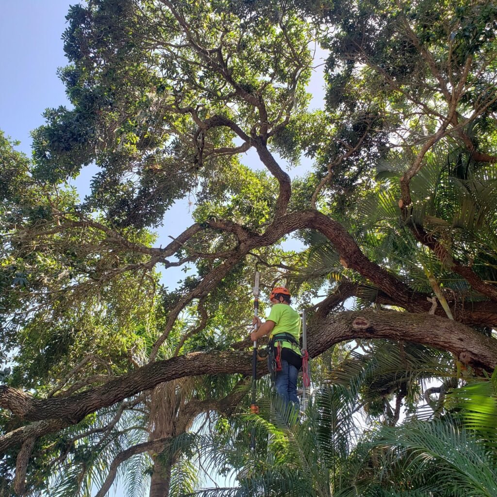 A Tree Climber doing some hurricane prep trimming in a large live oak in Palm Harbor, FL