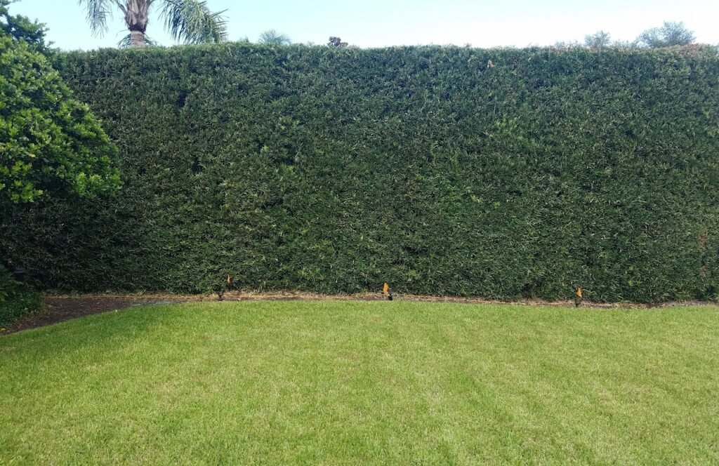 A Twenty Foot Tall Hedge Wall Trimmed Very Cleanly and Professionally