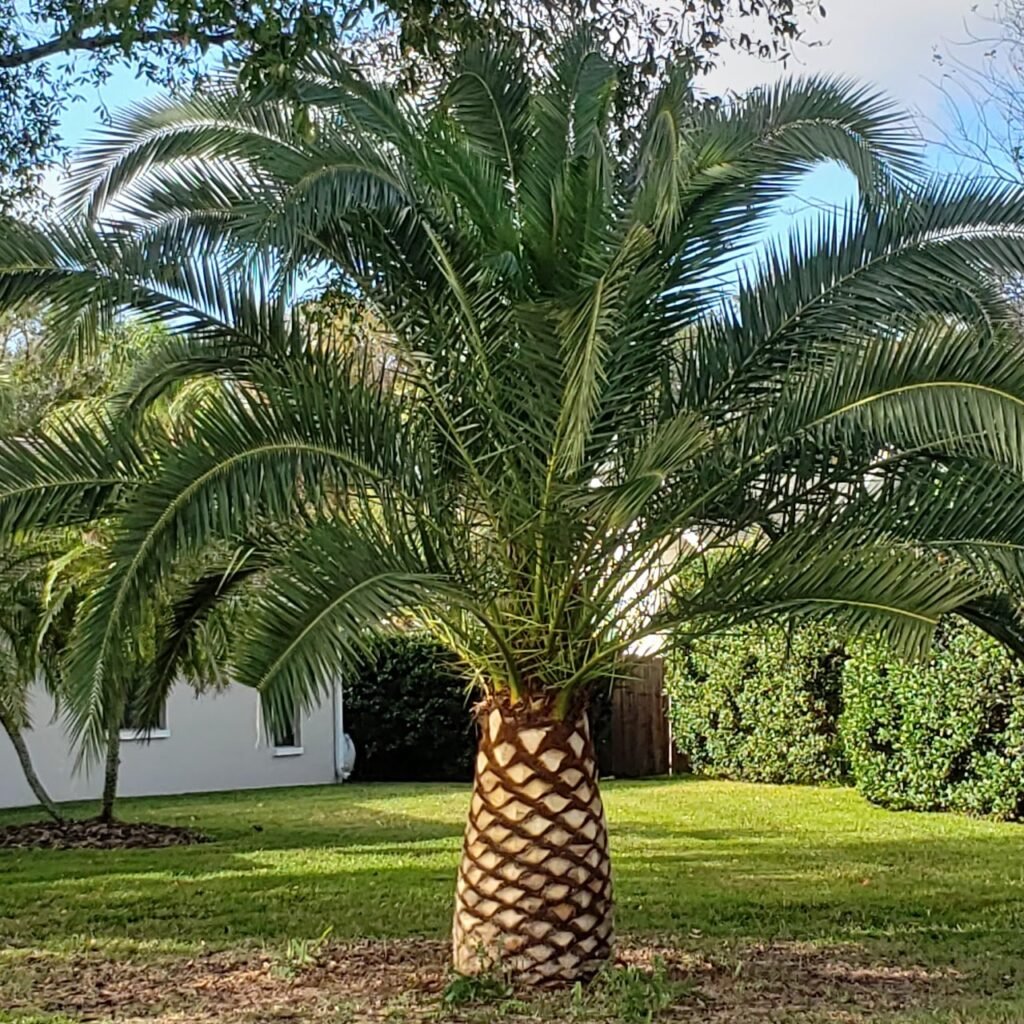 A Photo of a Canary Island Date Palm that has been trimmed and sculpted with a chainsaw to look like a pineapple