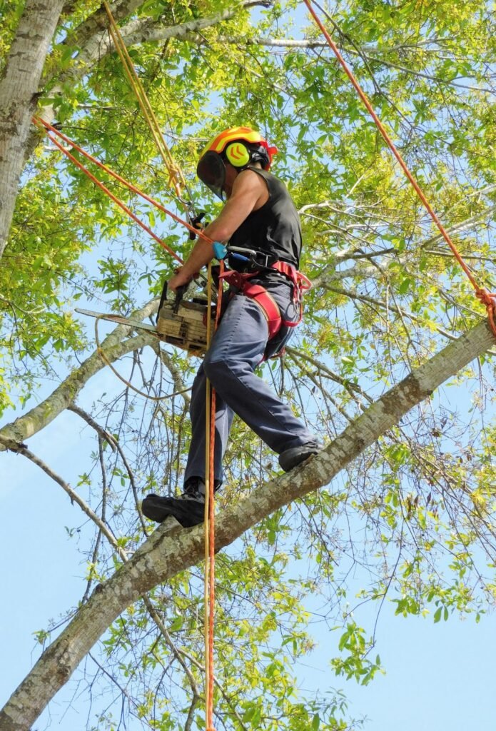 A climber holding a chainsaw as he walks on limbs while tree trimming in Tarpon Springs, FL