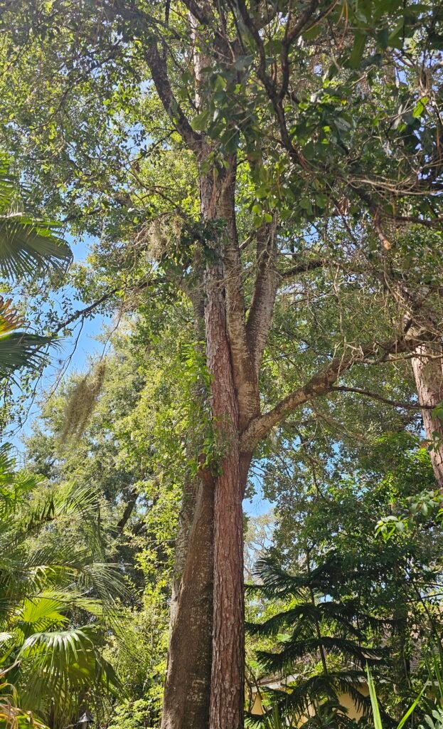 This is an image of two different trees species that are competing for the same space and have fused together in some parts of the trunks.