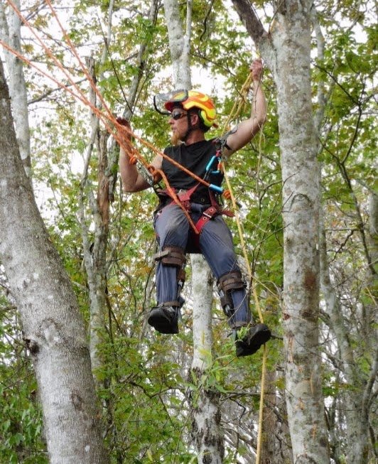 Certified arborist is on his ropes climbing between trees.